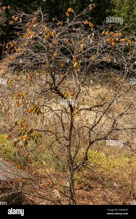 Persimmon Tree in Seattle に対する画像結果