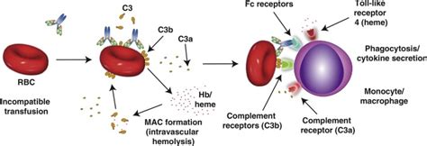 Image result for Complement Fixation Immune System