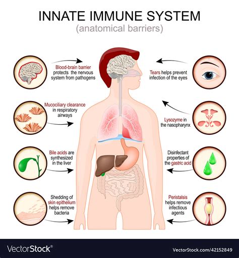 Image result for Innate Immune System