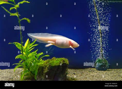 Axolotl Fish Tank に対する画像結果