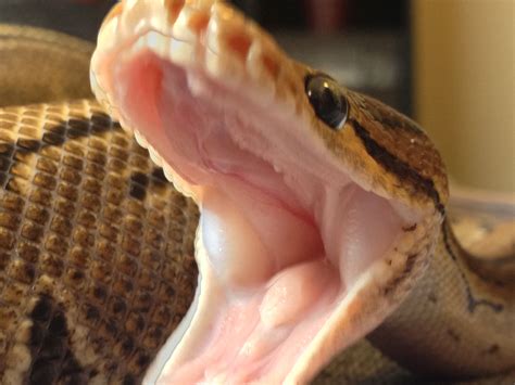 Image result for Python Yawning