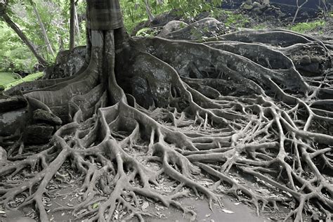 Image result for Water Oak Tree Root System