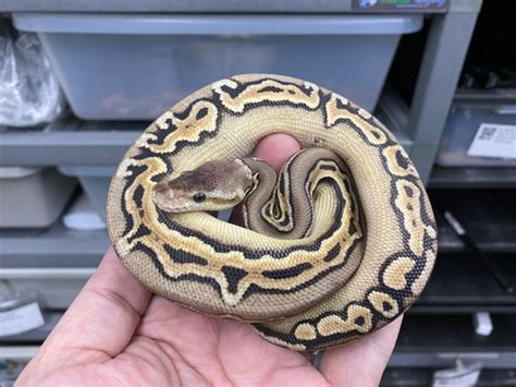 Image result for Sunset Puzzle Ball Python