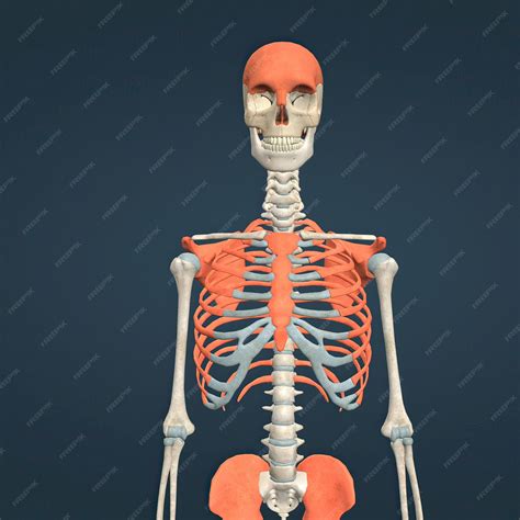 Image result for Shoulder Blade Bone