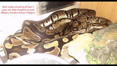 Basic royal python breeding plus egg & hatchling care. - YouTube