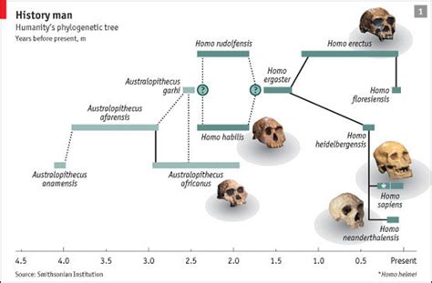 Toradh íomhá ar Evolution Tree Homosapien