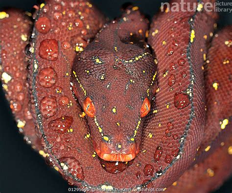 Image result for Red Tree Python Background Wallpaper