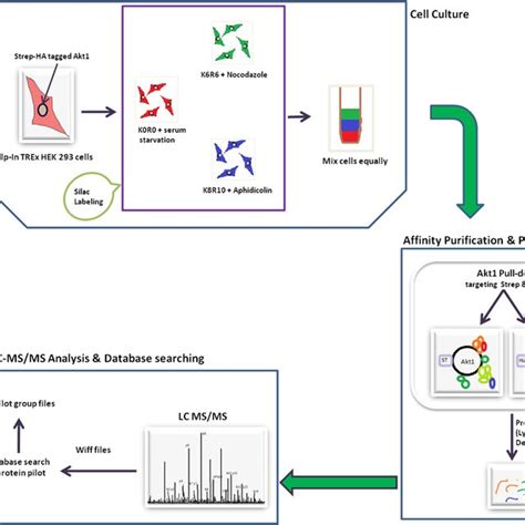 Image result for Workflow Chart for Hetro Labs Process