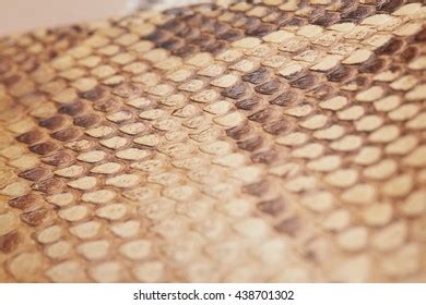 Image result for Python Skin Wall Decoration