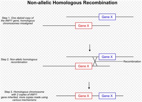 Toradh íomhá ar Formation of Copy Number Variation