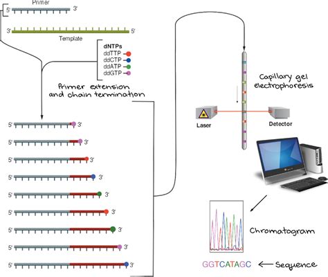 DNA Sequencing Steps に対する画像結果