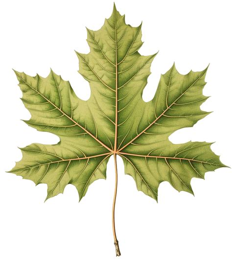 Image result for Too Leaf Design