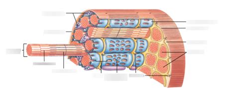 Internal Components of Myofibril Diagram に対する画像結果