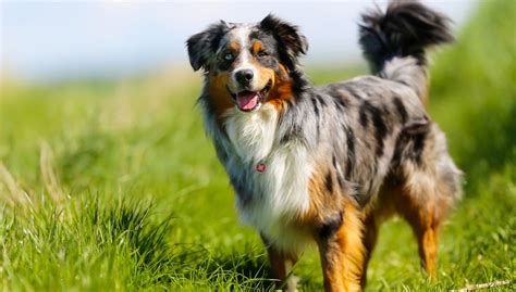 Toradh íomhá ar Australian Shepherd Types