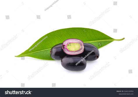 Image result for Java Plum