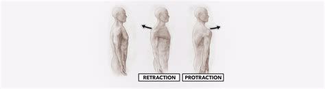 Image result for Protraction