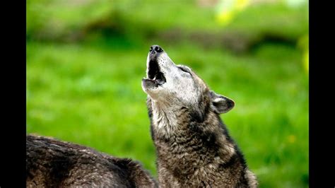 Image result for Wolves Howling Audio