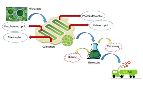 Toradh íomhá ar Renewable Energy Using Algae