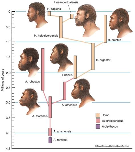 Toradh íomhá ar Evolution Tree Homosapien