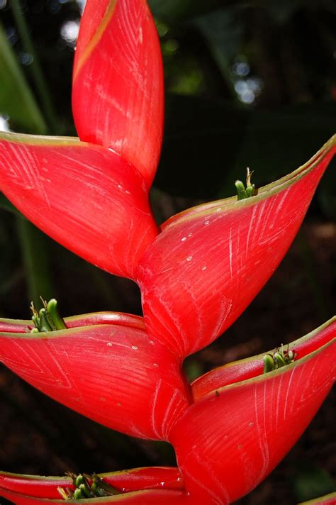 Parrot Flower Tree に対する画像結果