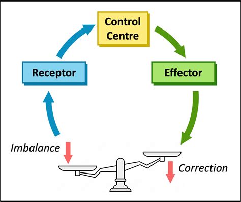 Image result for Positive vs Negative Feedback Loop