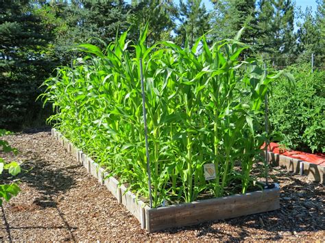 Image result for Planting Corn in Home Garden