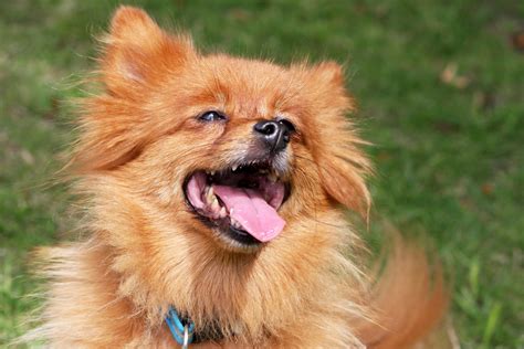 Afbeeldingsresultaten voor Dogs Public-Domain Images Free to Use