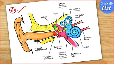 Structure of Ear Line Diagram ପାଇଁ ପ୍ରତିଛବି ଫଳାଫଳ