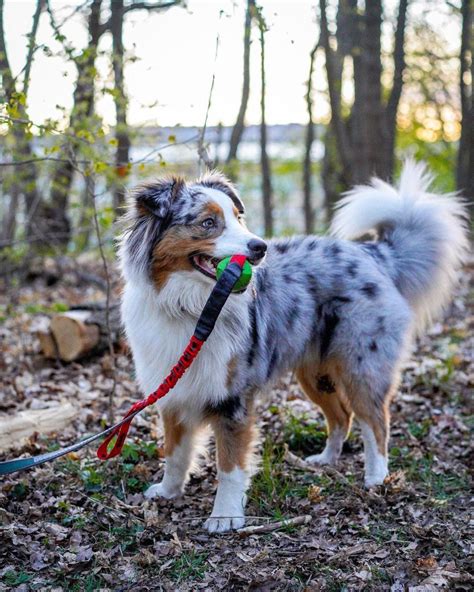 Image result for Types of Aussie Dogs