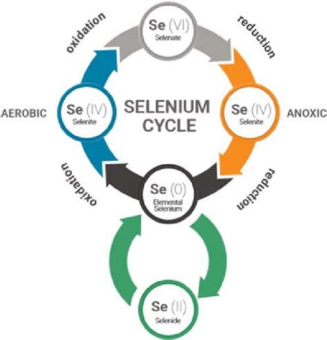 Image result for Selenium Compounds