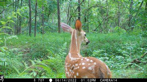 Afbeeldingsresultaten voor Trail Camera Pick Up