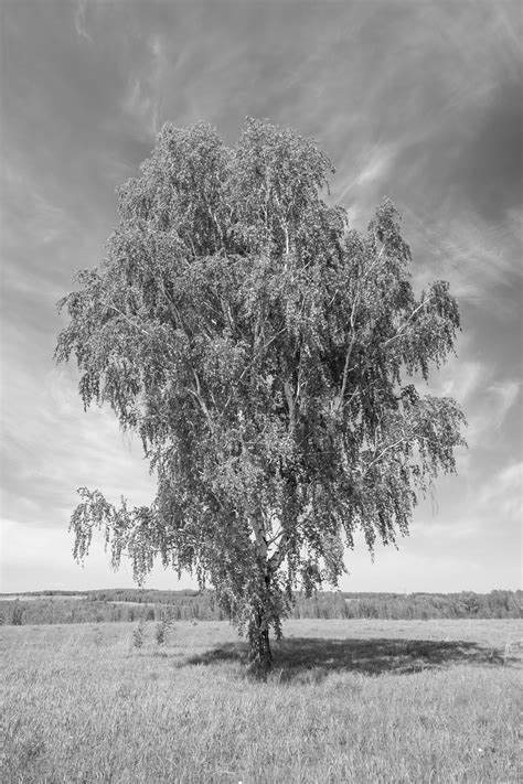 Quiz Wallpaper に対する画像結果