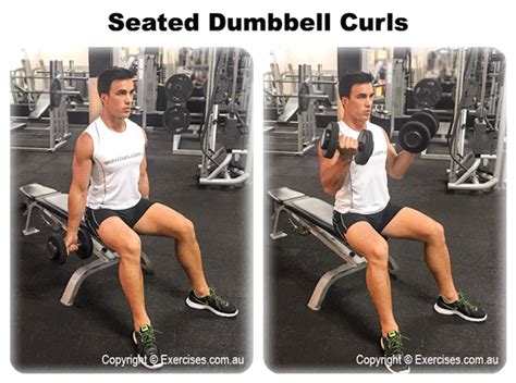 Toradh íomhá ar Sitting Dumbbell Curls