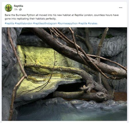 Image result for London Zoo Python