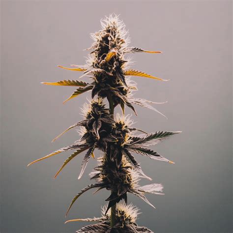 Image result for Autoflower Week One