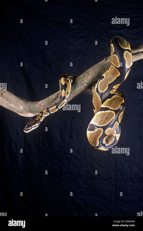 Royal Python Habitat に対する画像結果