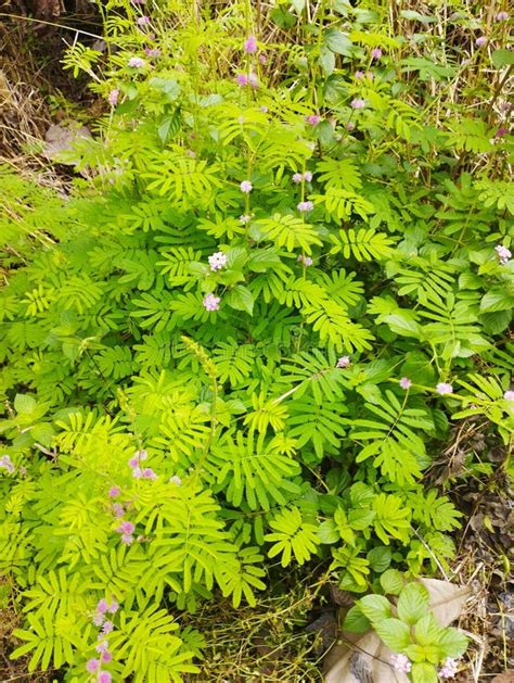 Image result for Mimosa Pudica Royalty Free Images