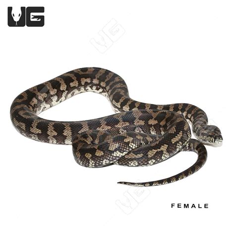 Grey Coastal Carpet Python に対する画像結果