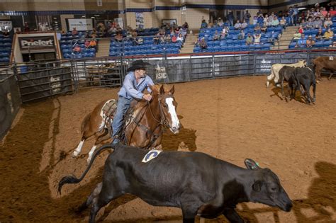 Image result for Horseback Sorting Cattle