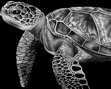 Image result for Real Turtle Drawing