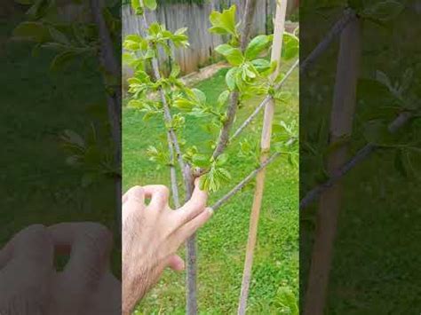 Image result for Prune Persimmon Tree