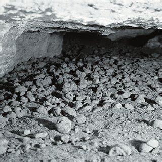 Afbeeldingsresultaten voor Sloth Dung