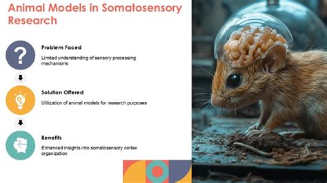 Afbeeldingsresultaten voor Columnar Organization of Visual Cortex Mouse