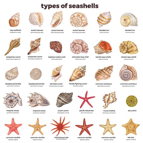 List 90+ Pictures Pictures And Names Of Seashells Latest