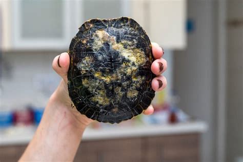 Image result for Mississippi Map Turtle Shell Rot