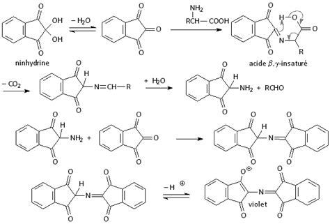 Image result for Ninhydrin Staining Reaction