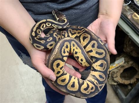 Toradh íomhá ar Python Head Raised