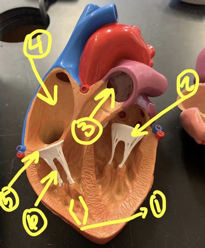 Image result for Lab 2 Test Quizlet