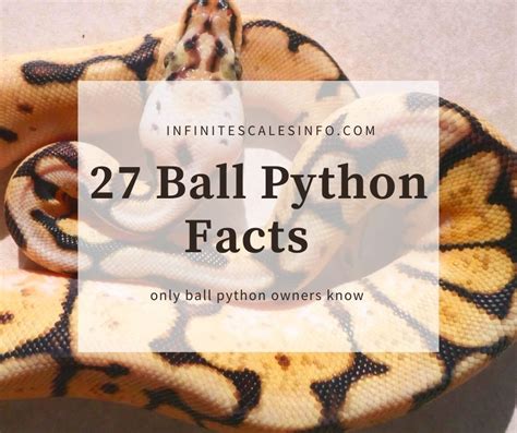 Image result for Snake Facts Ball Python