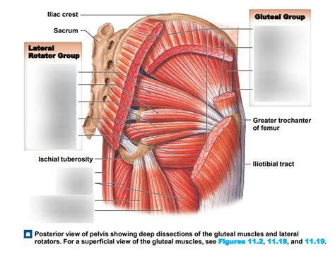 Image result for Pelvis Muscles Front View